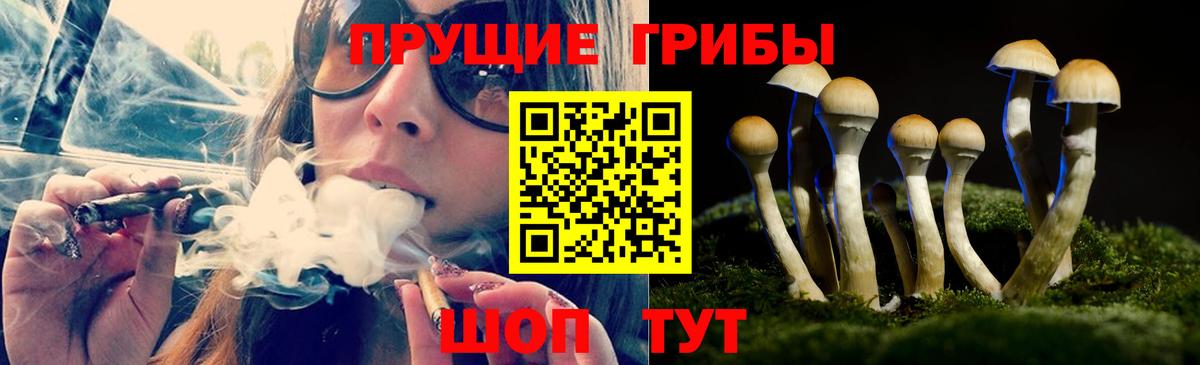 Псилоцибиновые грибы GOLDEN TEACHER Электрогорск